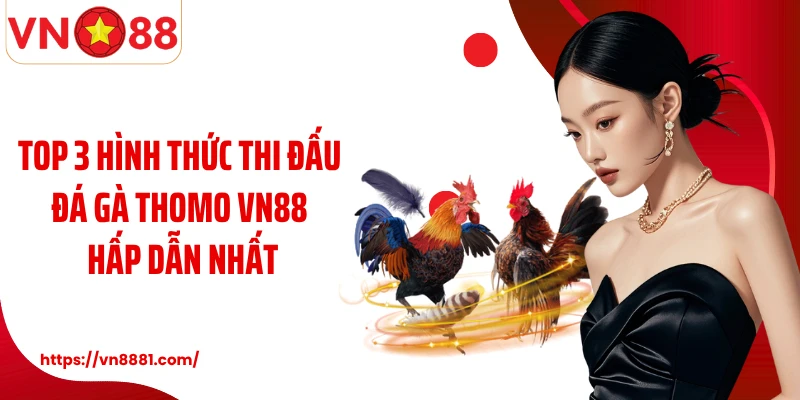 Đá Gà Thomo: Sàn Đấu Chiến Kê Kịch Tính Nhất Tại VN88 Top 3 hình thức thi đấu đá gà Thomo VN88 hấp dẫn nhất