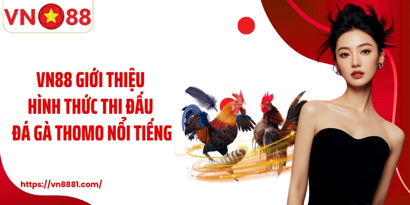 Đá Gà Thomo: Sàn Đấu Chiến Kê Kịch Tính Nhất Tại VN88 VN88 giới thiệu hình thức thi đấu đá gà Thomo nổi tiếng